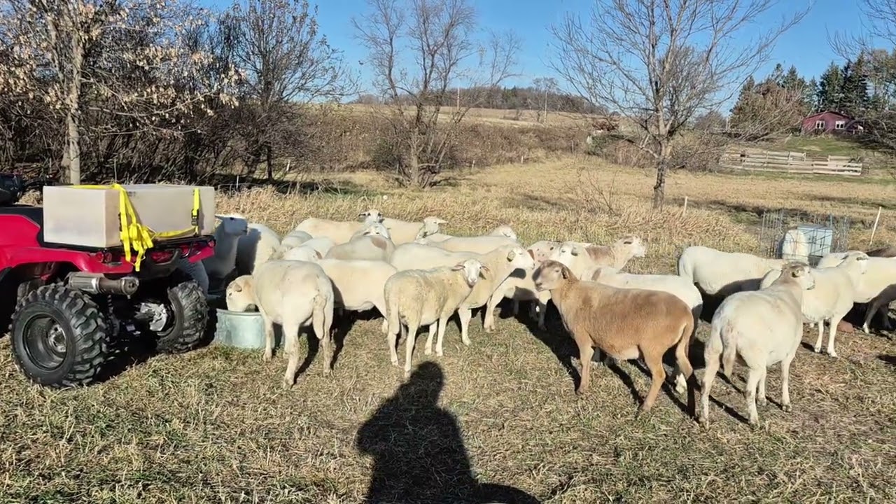Katahdin Sheep - Winter Condition is Management and Genetics 