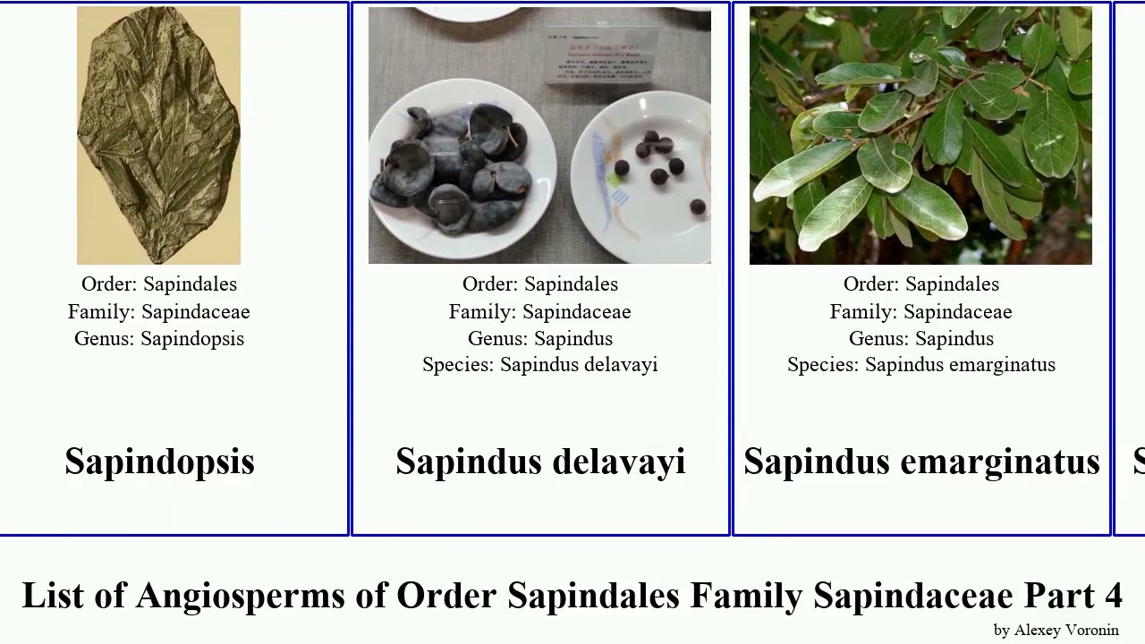 List of Angiosperms of Order Sapindales Family Sapindaceae Part 4 maple buckeye nephelium sapindus