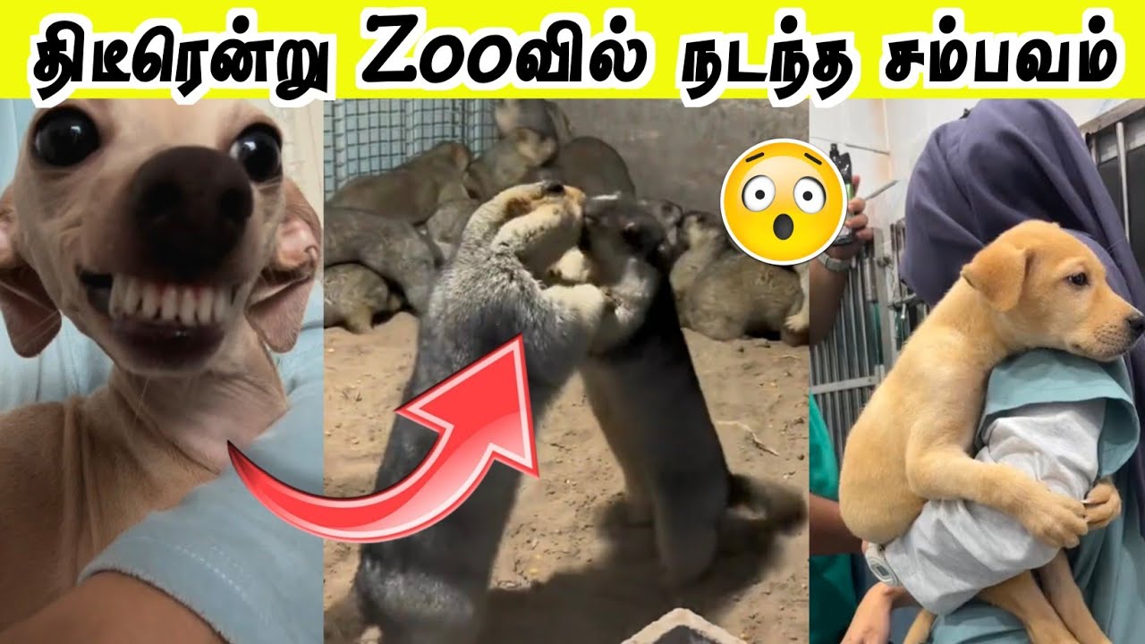 கையும் களவுமாக சிக்கிய விலங்குகள் | என்னடா நடக்குது இங்க 🤣 | Hoomans
