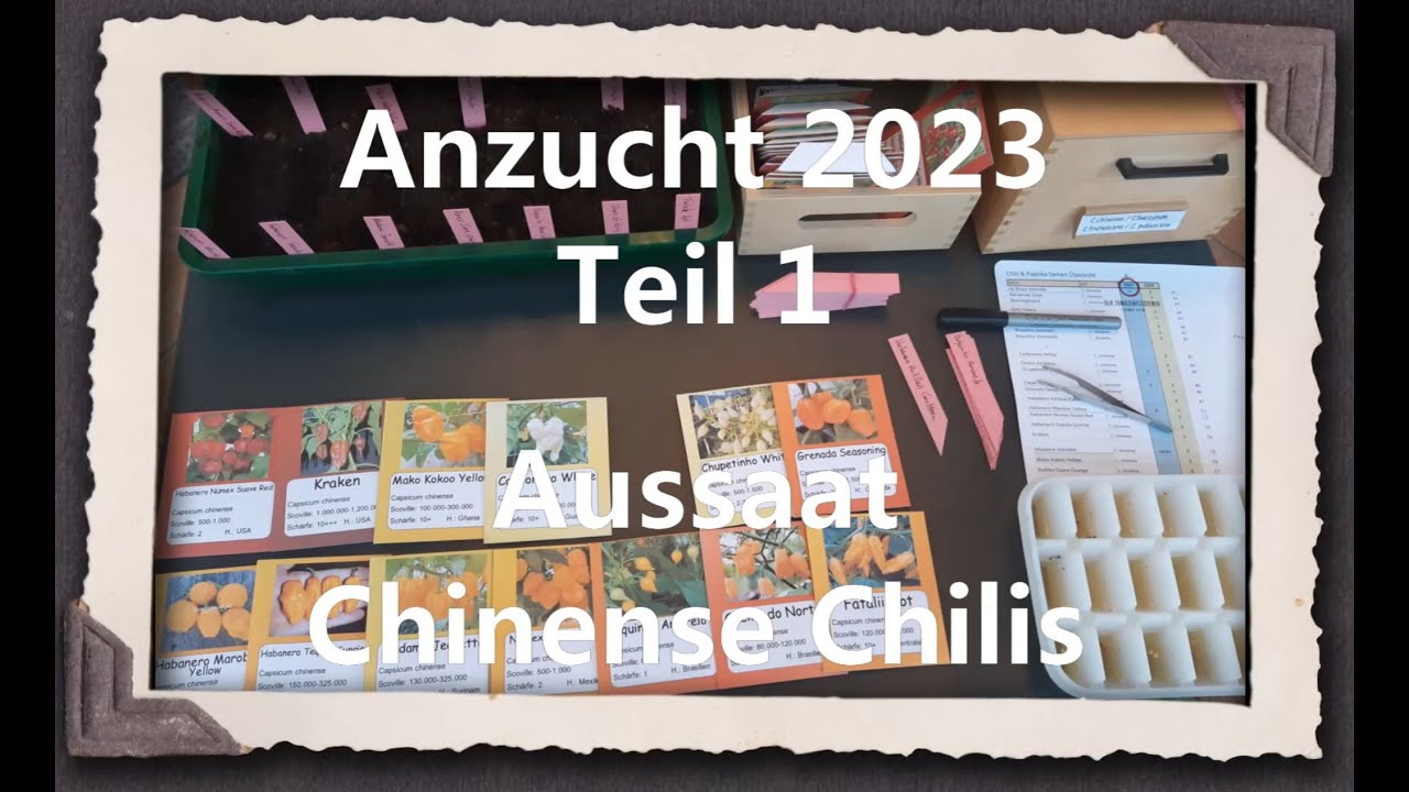 Anzucht 2023 Teil 1 - Aussaat Chinense Chilis