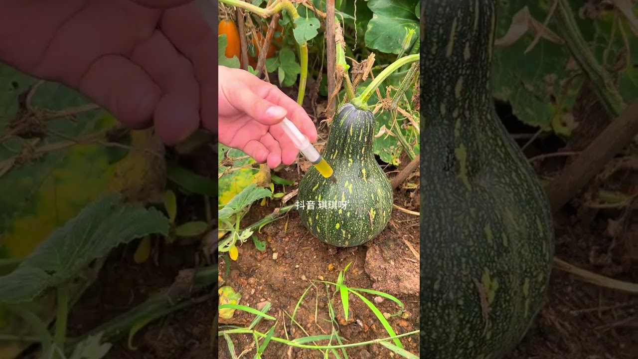 Fruits and vegetables Pure natural green vegetables Farmer's own growth #2