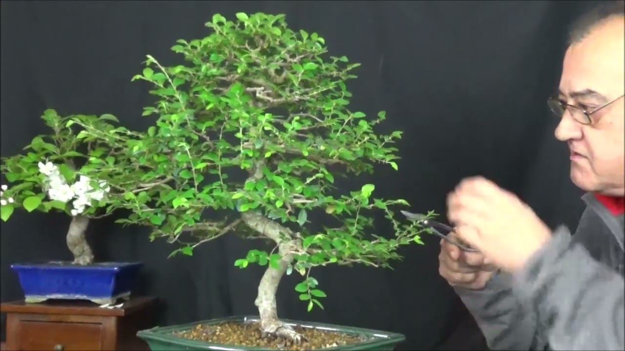 Primer pinzado de Primavera Olmo Parvifolia