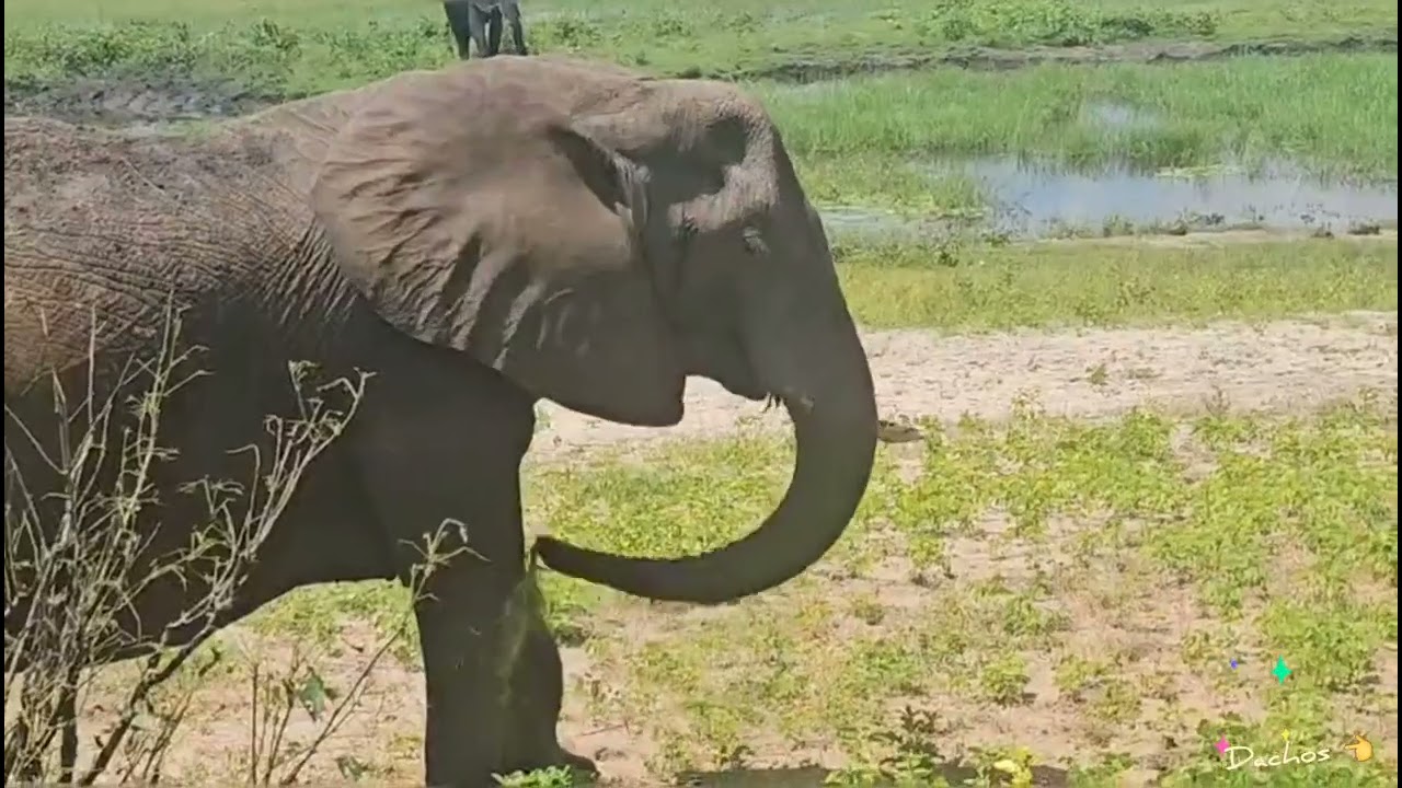Dachos ~animal safari 