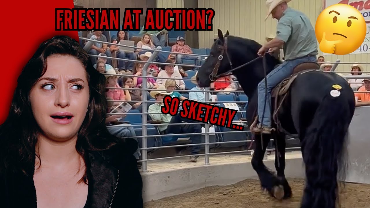 NEVER Buy A Horse At Horse Auctions