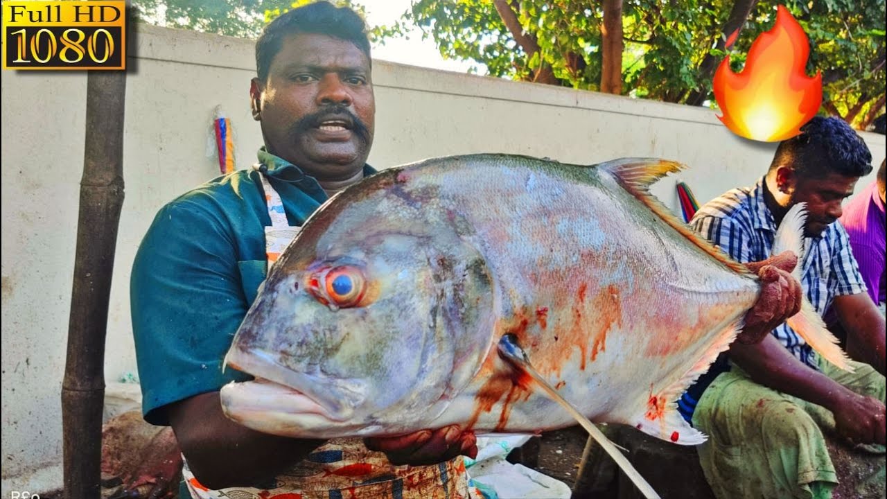 KASIMEDU 🔥SPEED SELVAM | $20 GIANT TREVALLY FISH CUTTING🐟 | FISH CUTTING SKILL | KASIMEDU | CKFC🔪