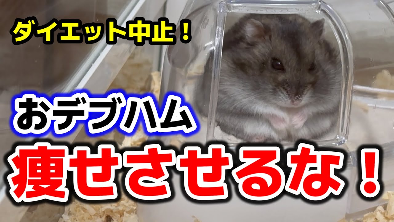 【ハムスター】知らなきゃ損！おデブハムの実は凄いメリット！獣医さんに言われた衝撃の一言で考えが一新！！！