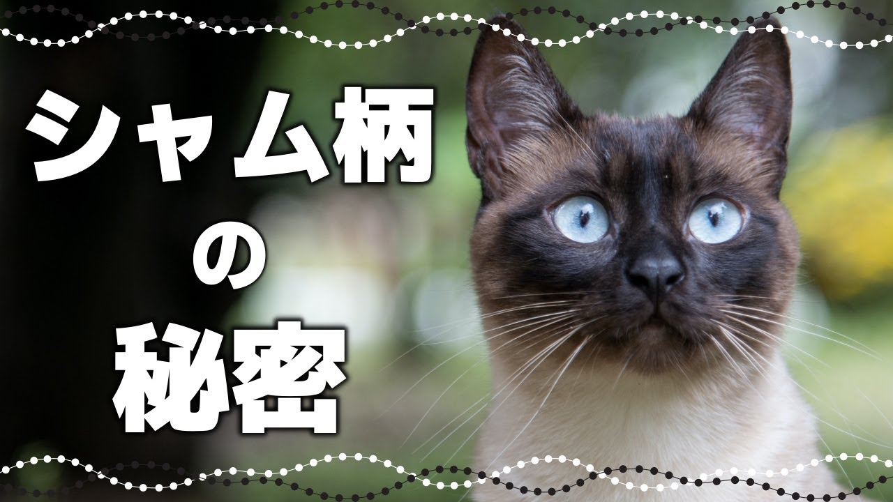 【シャム猫の神秘】毛色が変わる謎！シャム柄の種類や特徴｜毛柄で分かる猫の性格