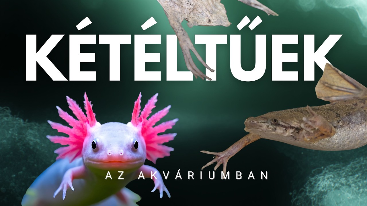 Kétéltűek az akváriumban | Békák, gőték, axolotl – kezdőknek és haladóknak