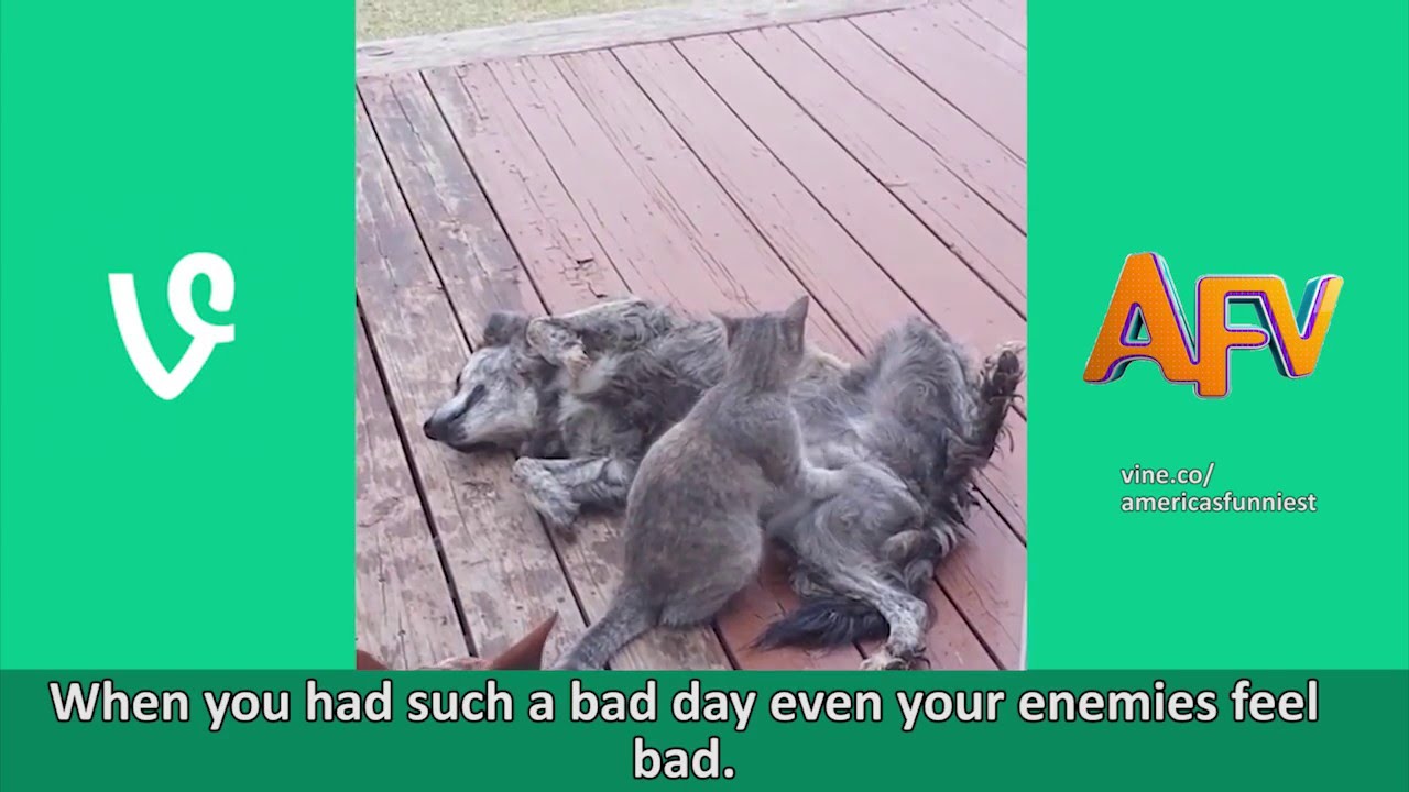 Best Of AFVine Animals Part 4