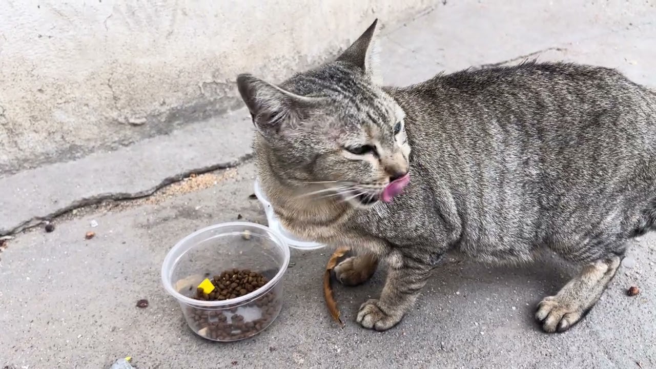 Watch...! Mama cat eating food so yummy...#cat #stray #kitten #animals @TheStrayCatsandKittens