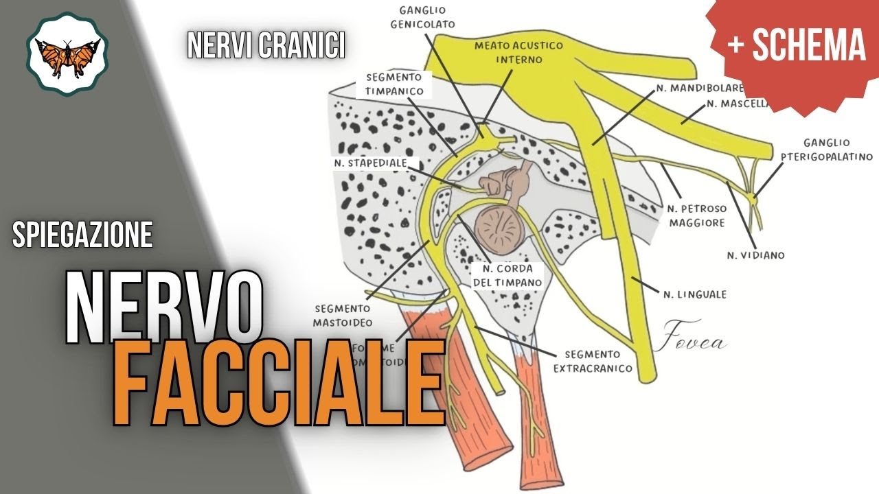Nervo facciale - VII N.C. | Nervi cranici