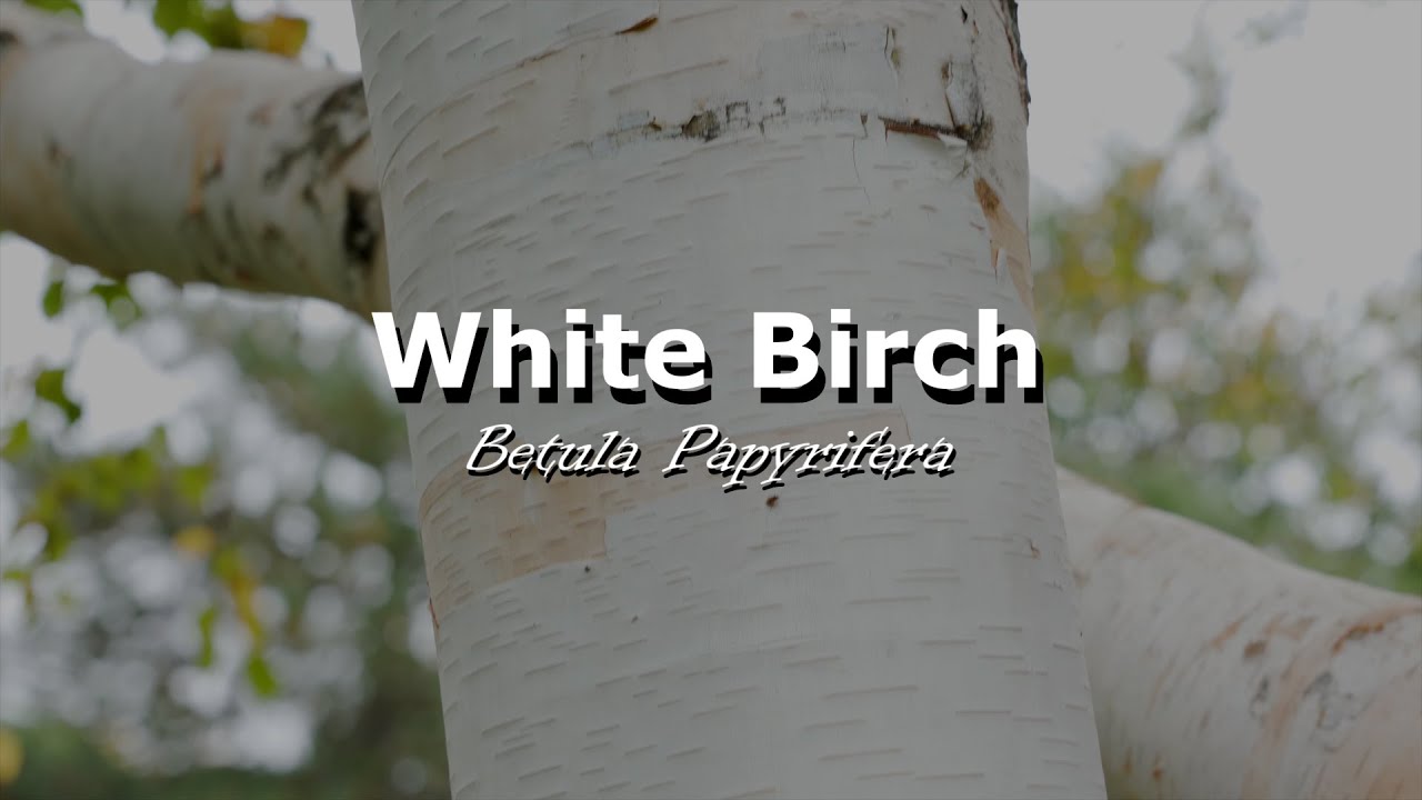 Urban Trees - White Birch