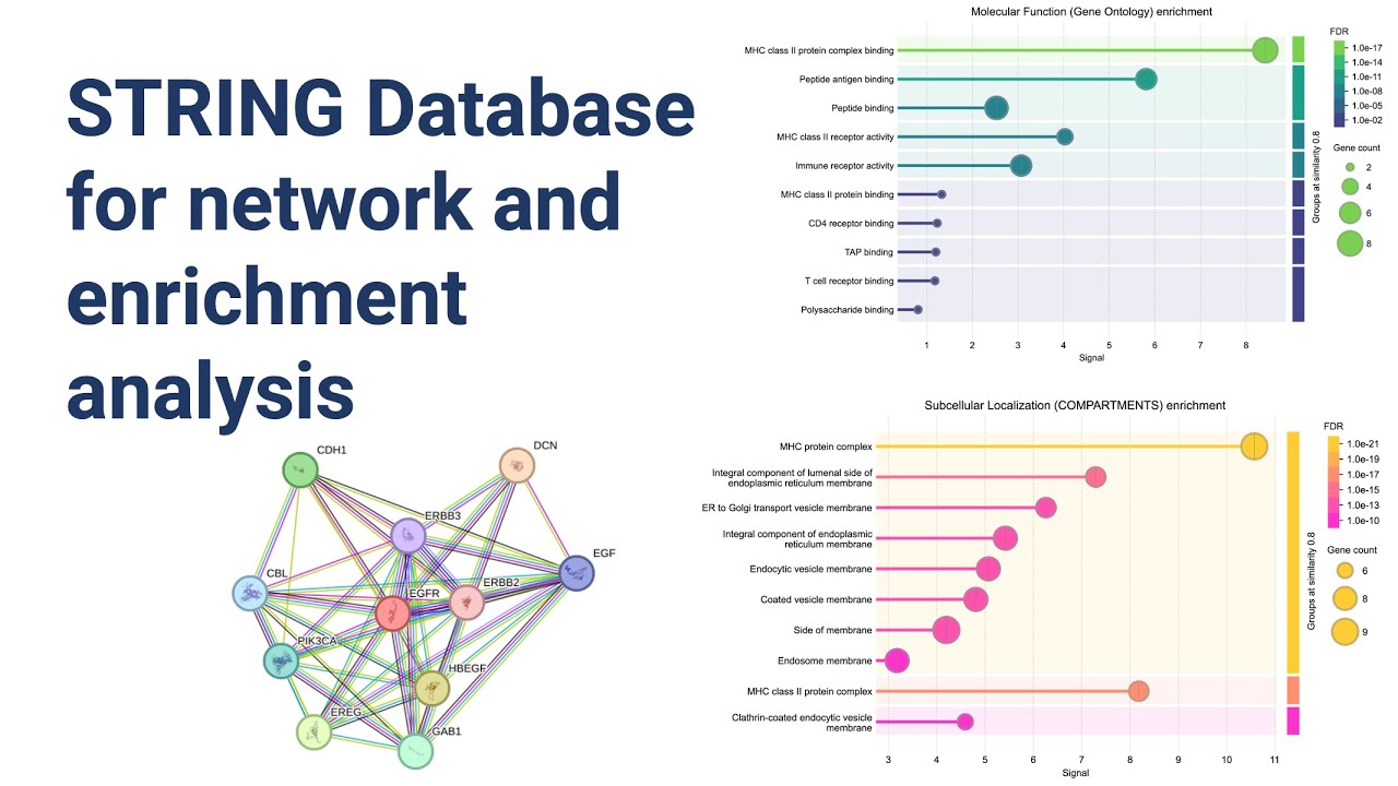 Exploring STRING Database for Network and Enrichment Analysis | A Comprehensive Guide