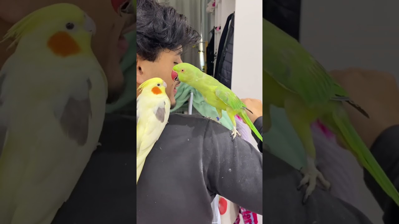 Rela&ccedil;&atilde;o de amor e &oacute;dio entre esses dois❤️😂 #calopsita #ringneck #shorts