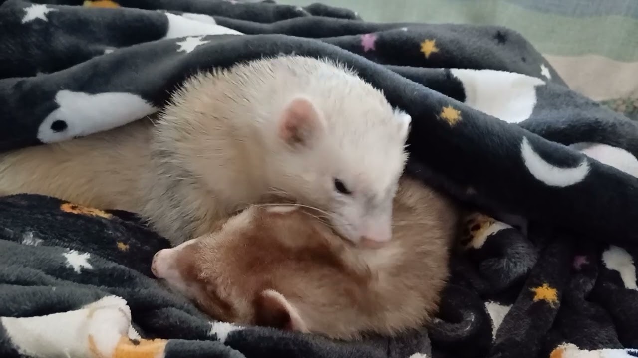 Being loved by Philbert is exhausting