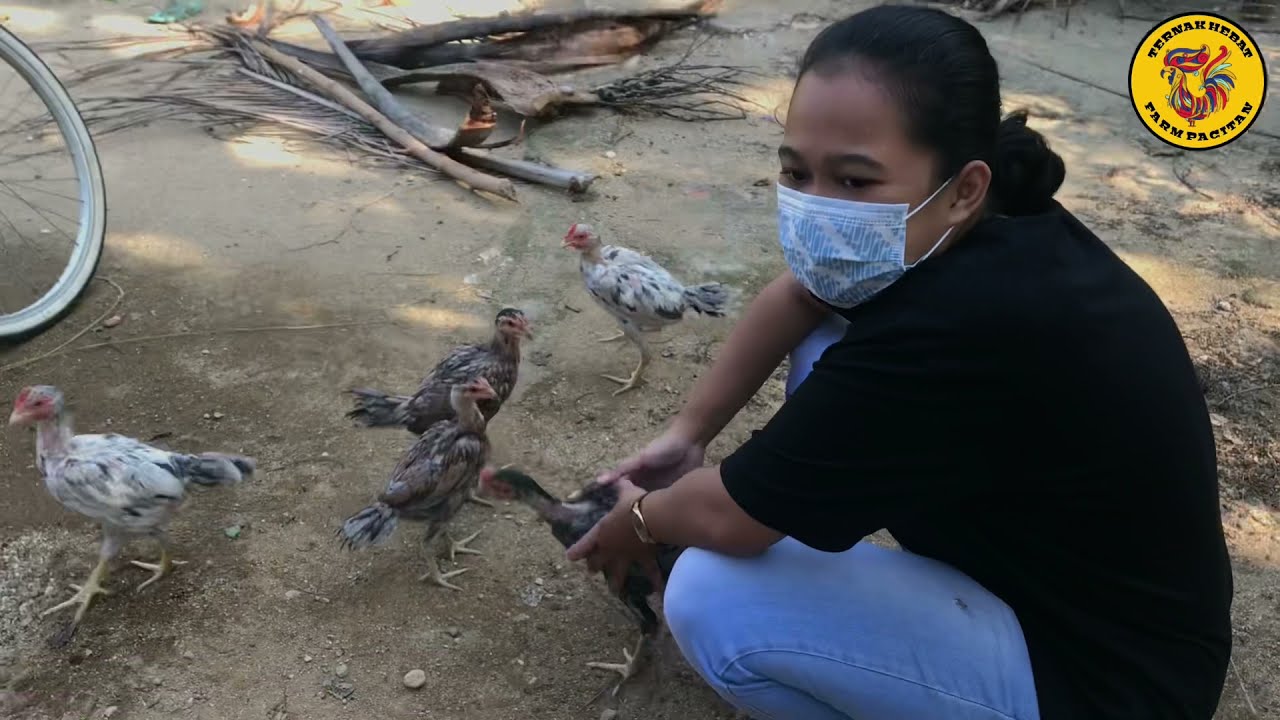 Beli DOC Ayam Bangkok murah cuma 200 ribu
