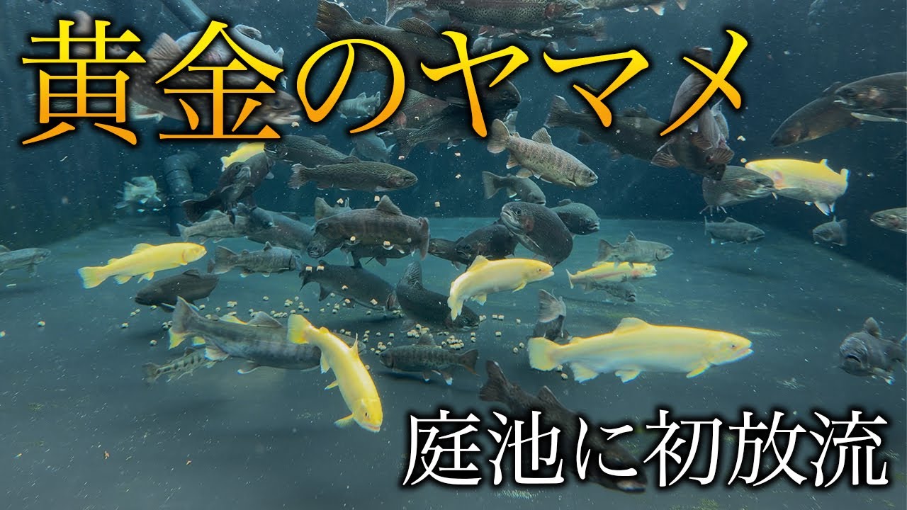 【黄金のヤマメ！？】庭池に黄金に輝くアルビノヤマメを入れたい！