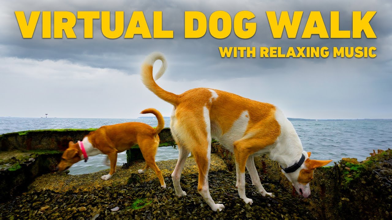 [NO ADS] Видео Для Собак 🐕 Собака гуляет на природе на пляже 🌊 Расслабляющая Музыка Для Собак