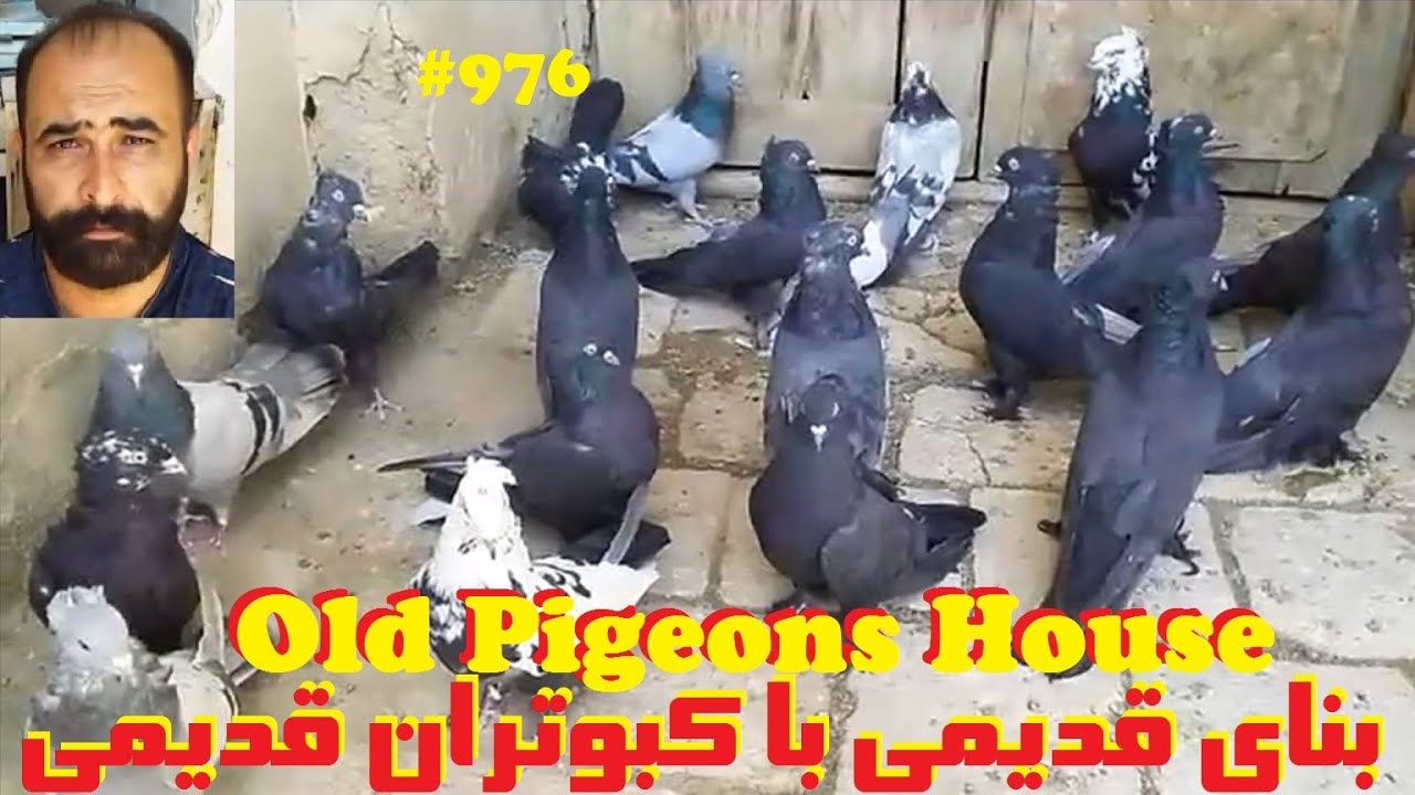 کبوتران حاج محمود ابوالحسنی (محمودسبیل)در منزل قدیمی خوراسگان IRAN'S OLD & TRADITIONAL PIGEONS HOUSE