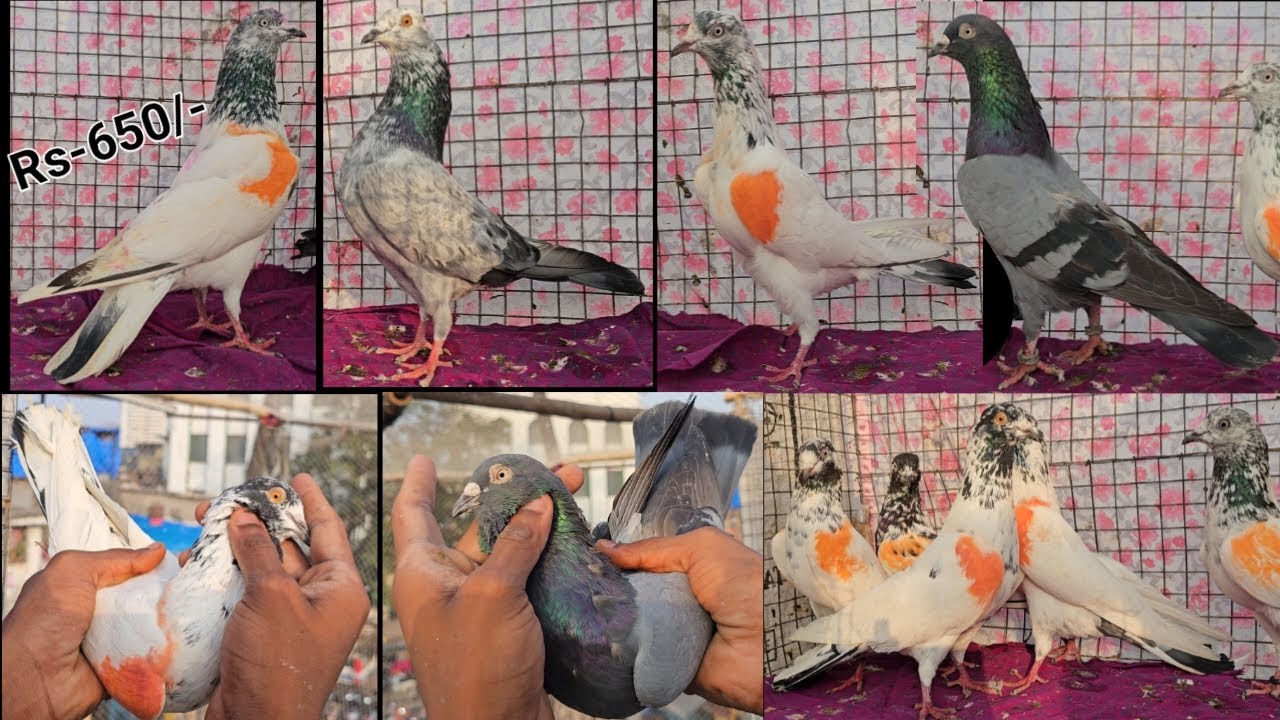 Kalmuhe, 20 Par Kale Khawre, Ghare, Bajre, Hare Kabootar. SHA Pigeon Loft. Jogeshwari East, Mumbai.