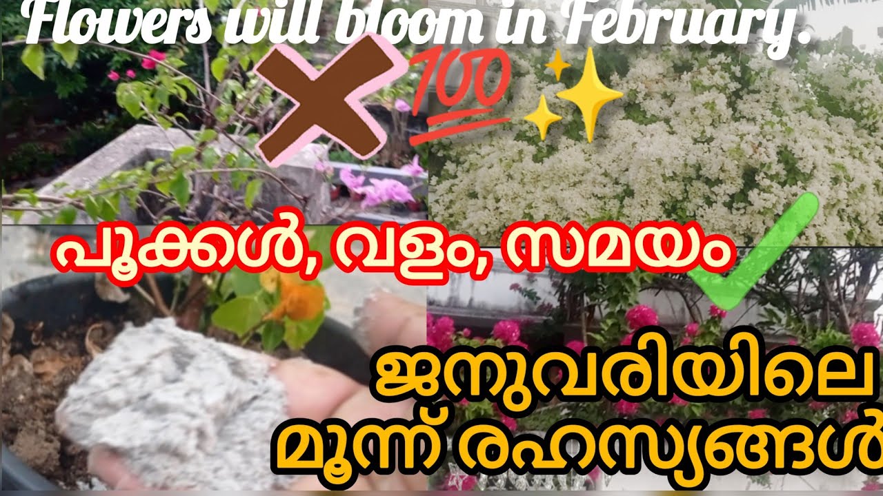ജനുവരിയിൽ Bougainville ക്ക് ഈ കാര്യങ്ങൾ ചെയ്താൽ മതി !  January February bougainville care 💯,✨/
