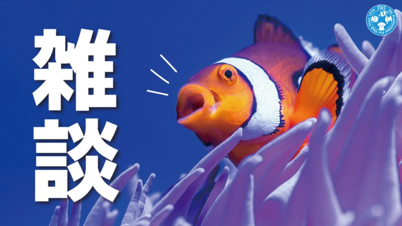 【雑談】小さめの水槽で飼育ってどうなの？メリットとデメリットの話も！！