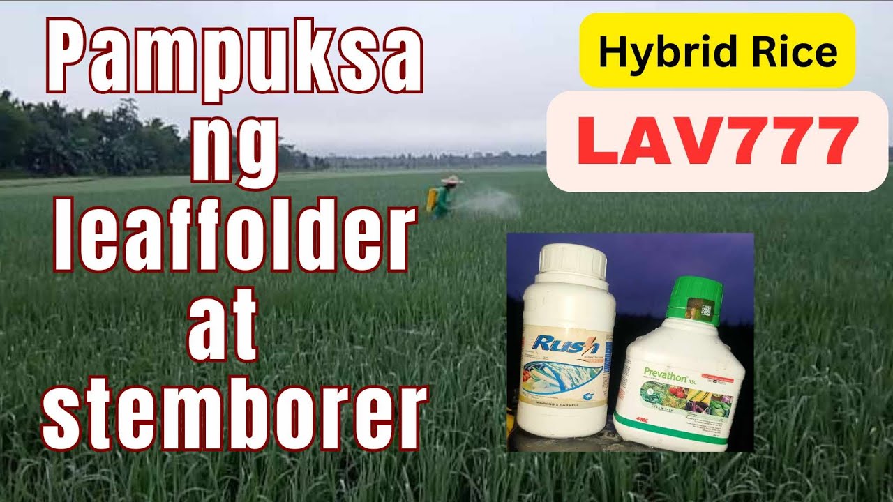 PREVATHON AT RUSH | HYBRID RICE LAV777