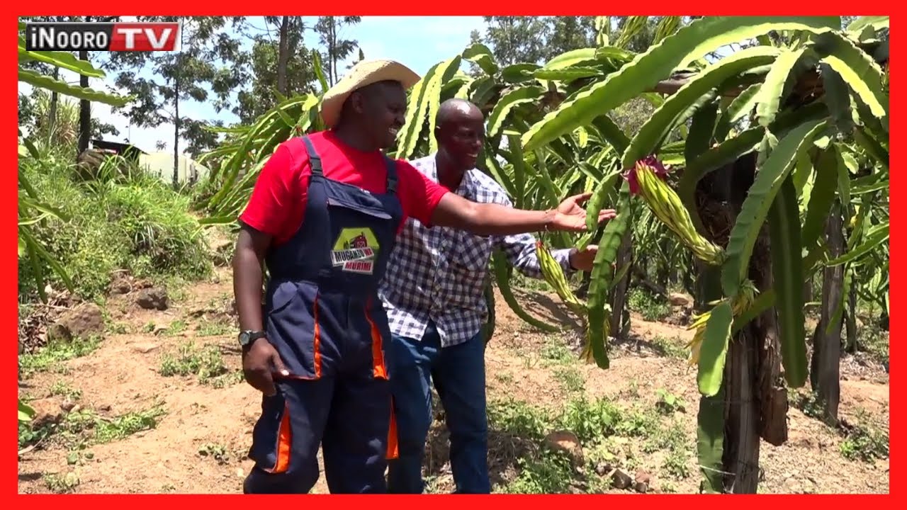 Kinoti Mugambi arĩmaga ‘Dragon Fruit’ Meru || #MũgamboWaMũrĩmi PART 1