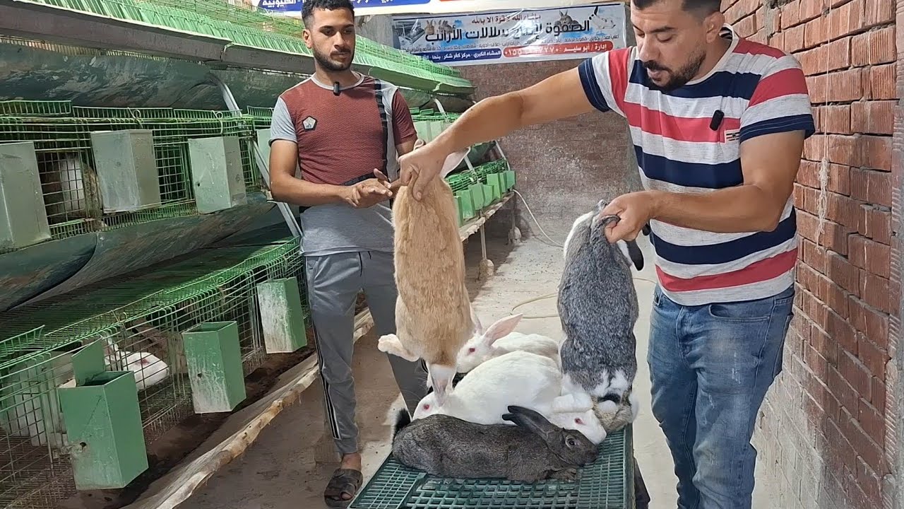 ١٠ امهات ارانب + ذكر + ربع طن علف يكسبوني كام 🤔