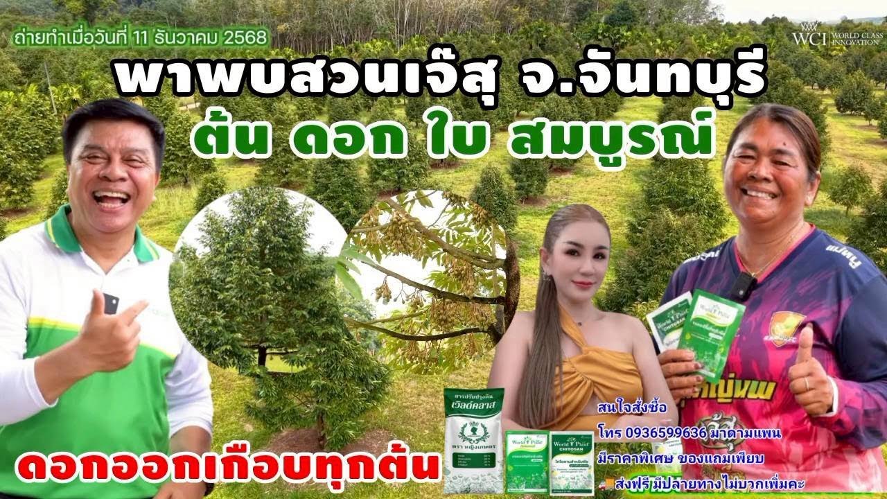 สามเกลอเวิลด์แพลนท์ ใช้แล้วต้นดอกใบจะสมบูรณ์ และดอกออกเกือบทุกต้น ที่สวนเจ๊สุ จ.จันทบุรี