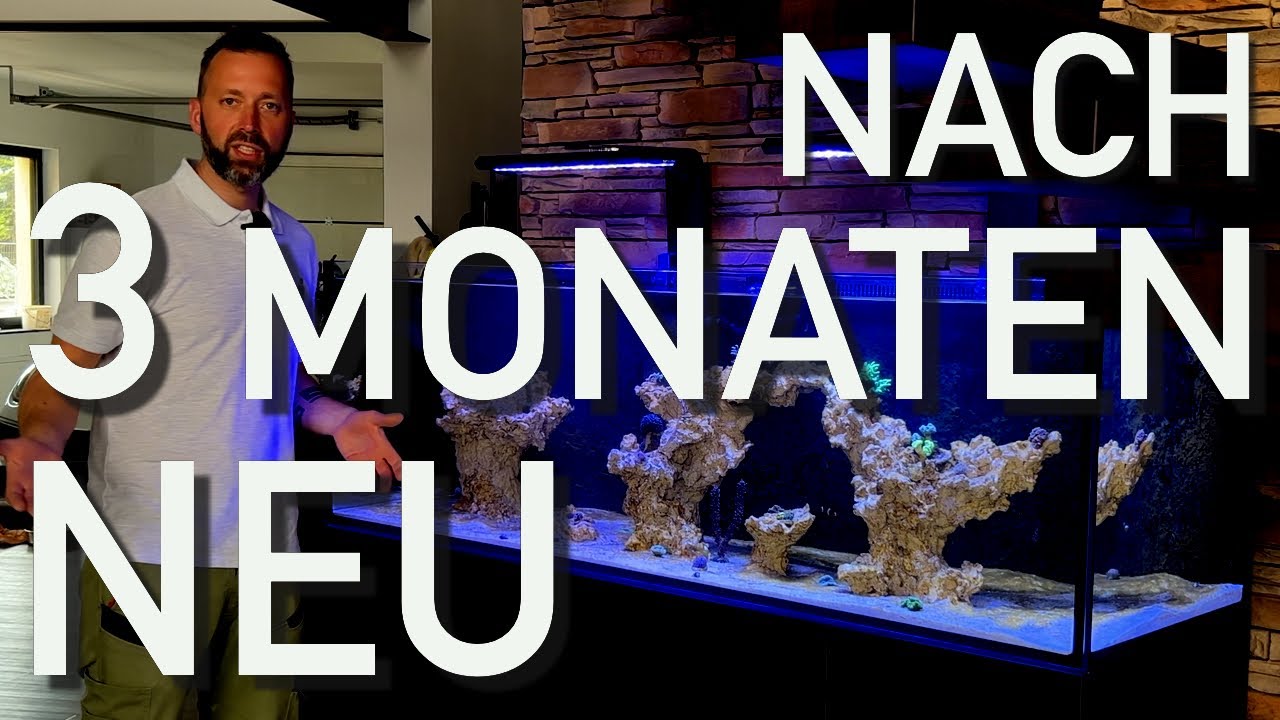 NOTBREMSE! 180x60x60 Poolaquarium bekommt NEUE Deko!