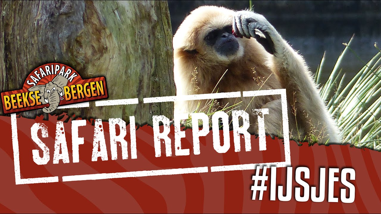 SAFARI REPORT | #23 IJSJES