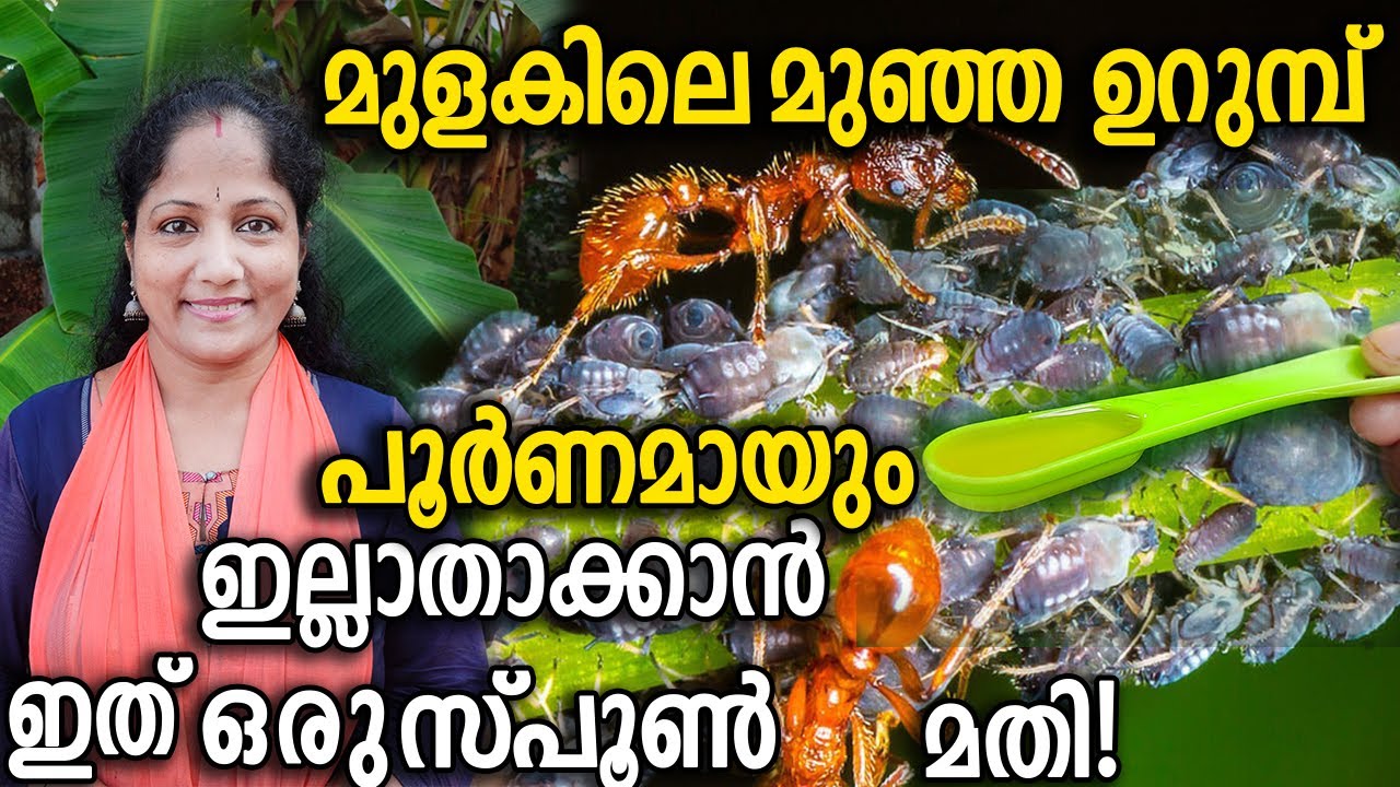 മുളകിലെ മുഞ്ഞ ഉറുമ്പ് പൂർണമായും ഇല്ലാതാക്കാൻ ഇത് ഒരു സ്പൂൺ മതി! | Get rid of aphids and ants .
