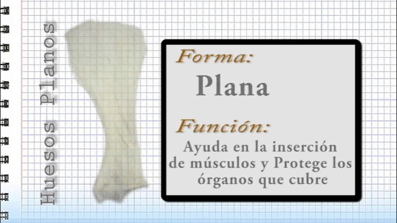 02. Osteologia parte 1- Anatomía Veterinaria CURSO RAPIDO