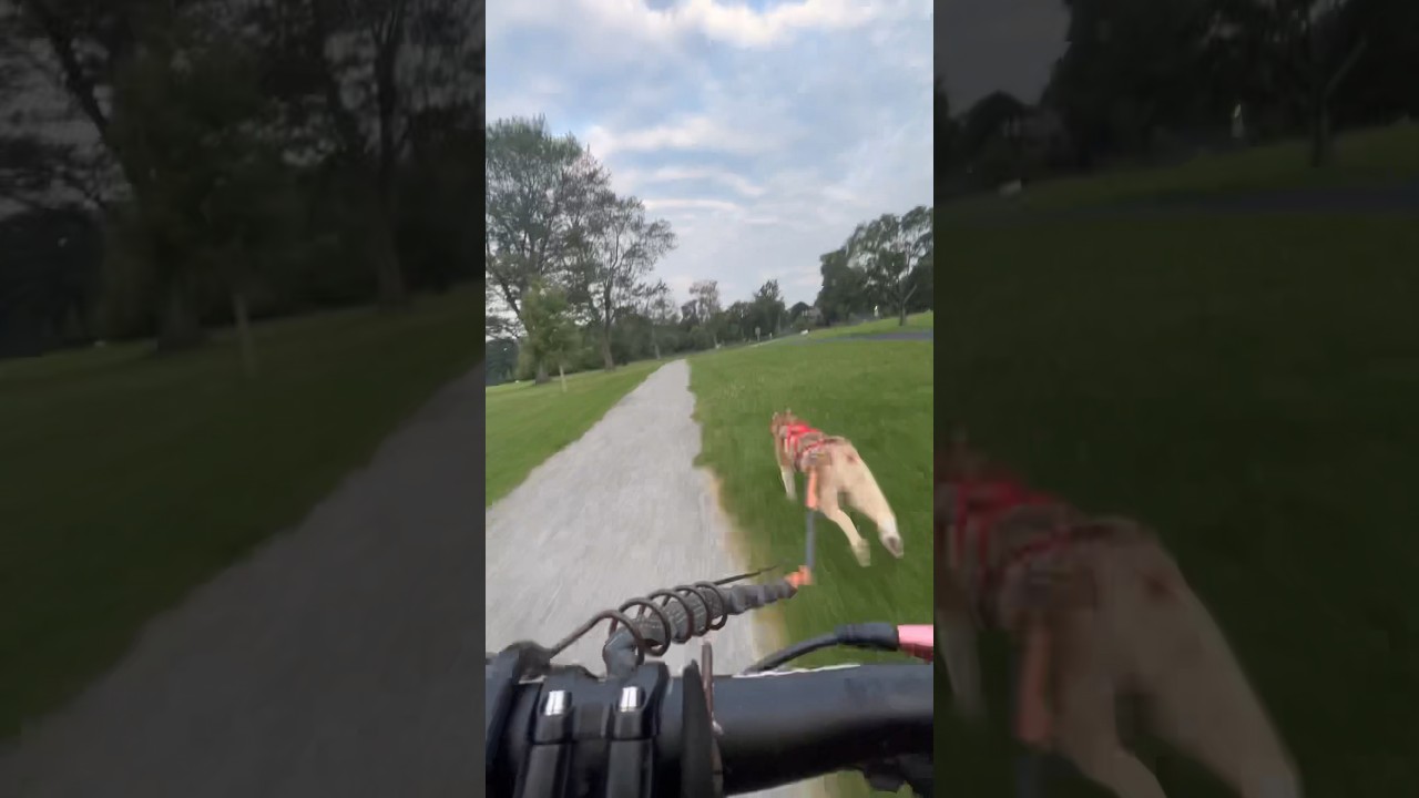 My Husky runnin in sicko mode. 