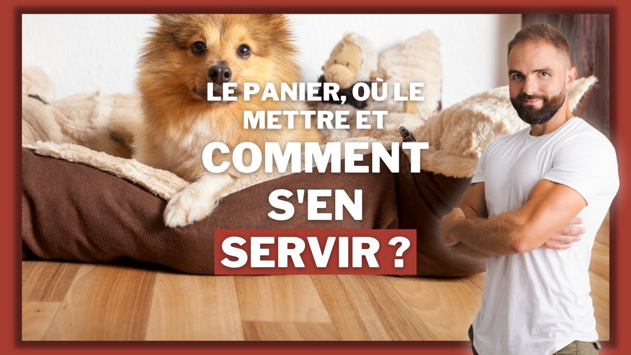 Dresser un chien pour lui apprendre l'ordre 
