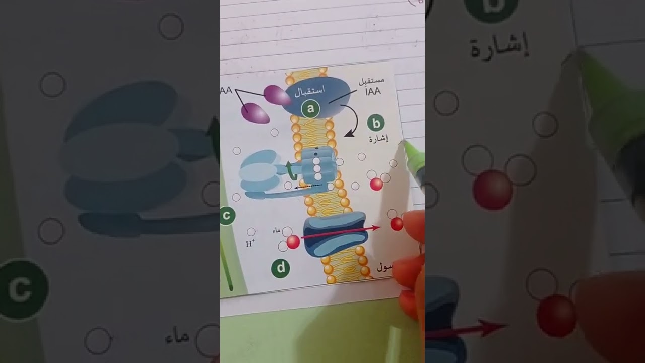 استجابة النباتات للمنبهات (6)_اندول حمض الخليك