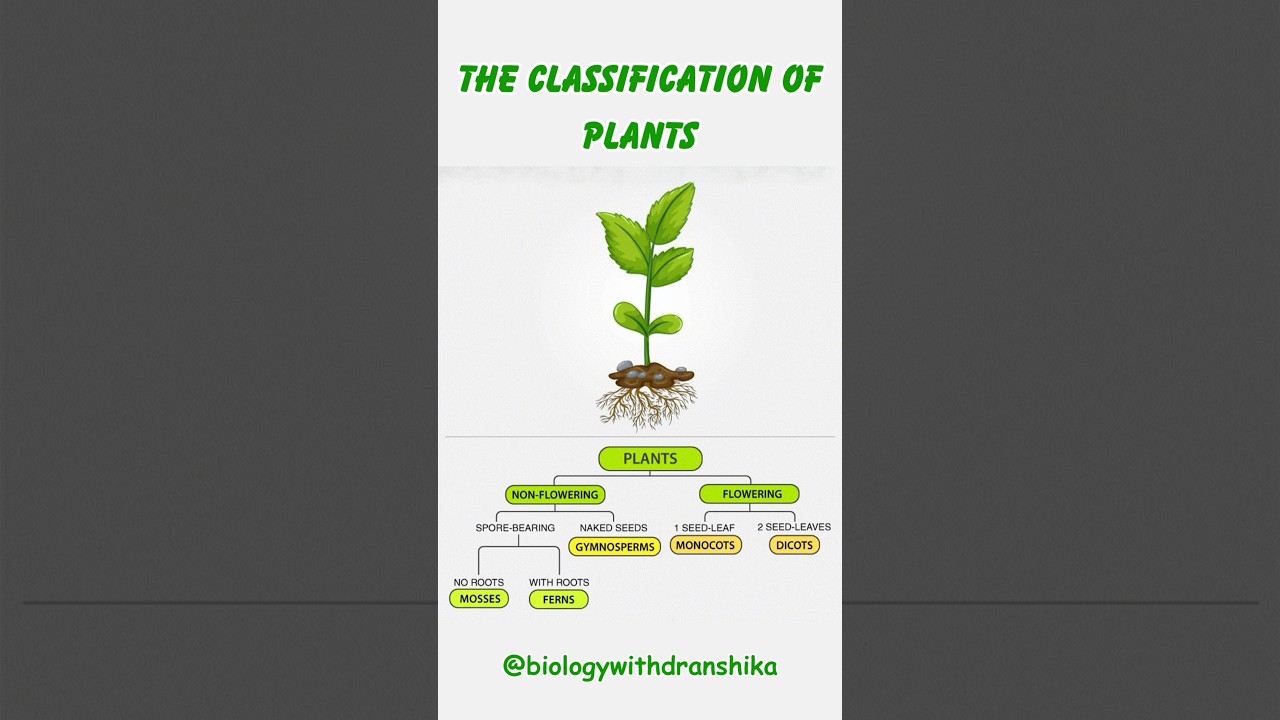 The Classification of Plants: Understanding the Diversity of the Plant Kingdom 🌿🌱🌻