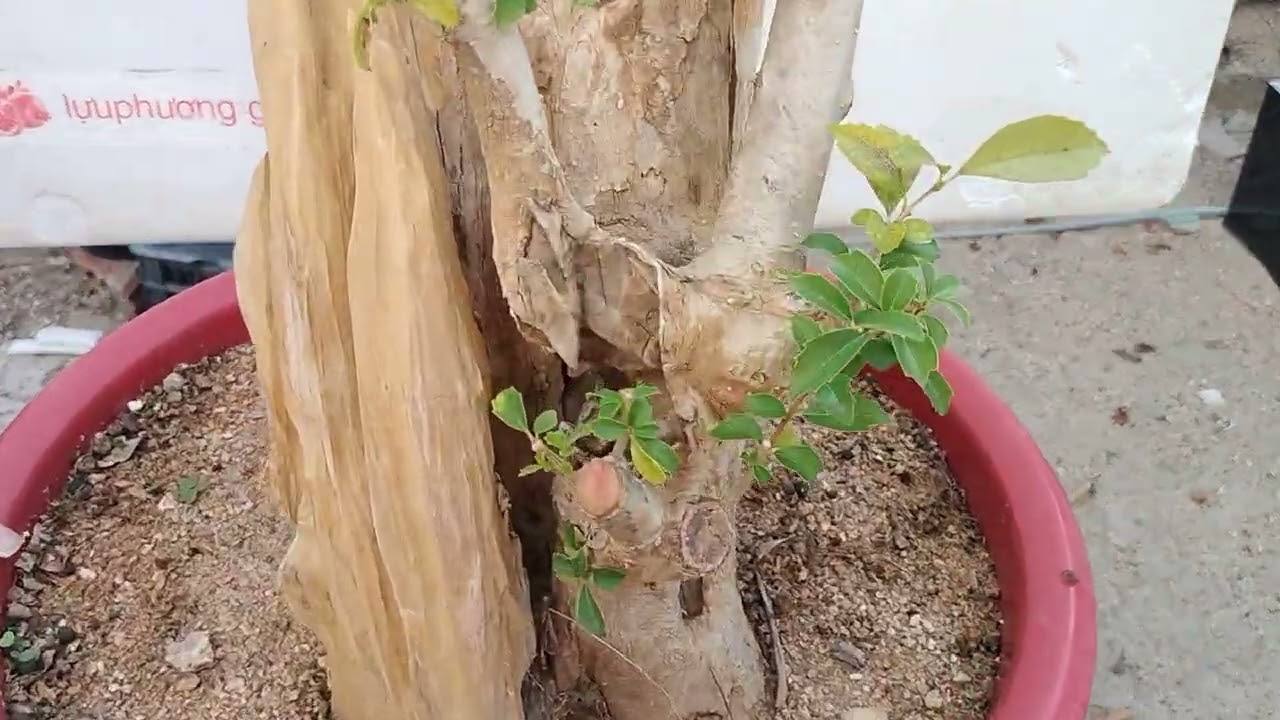 M294 phôi sam hương ninh Thuận lũa thép sống khỏe 400k lh 0784005295 khiêm
