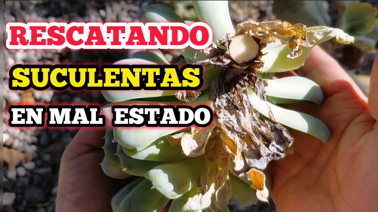 RENOVANDO ARREGLO DE SUCULENTAS #suculentas #plantas 