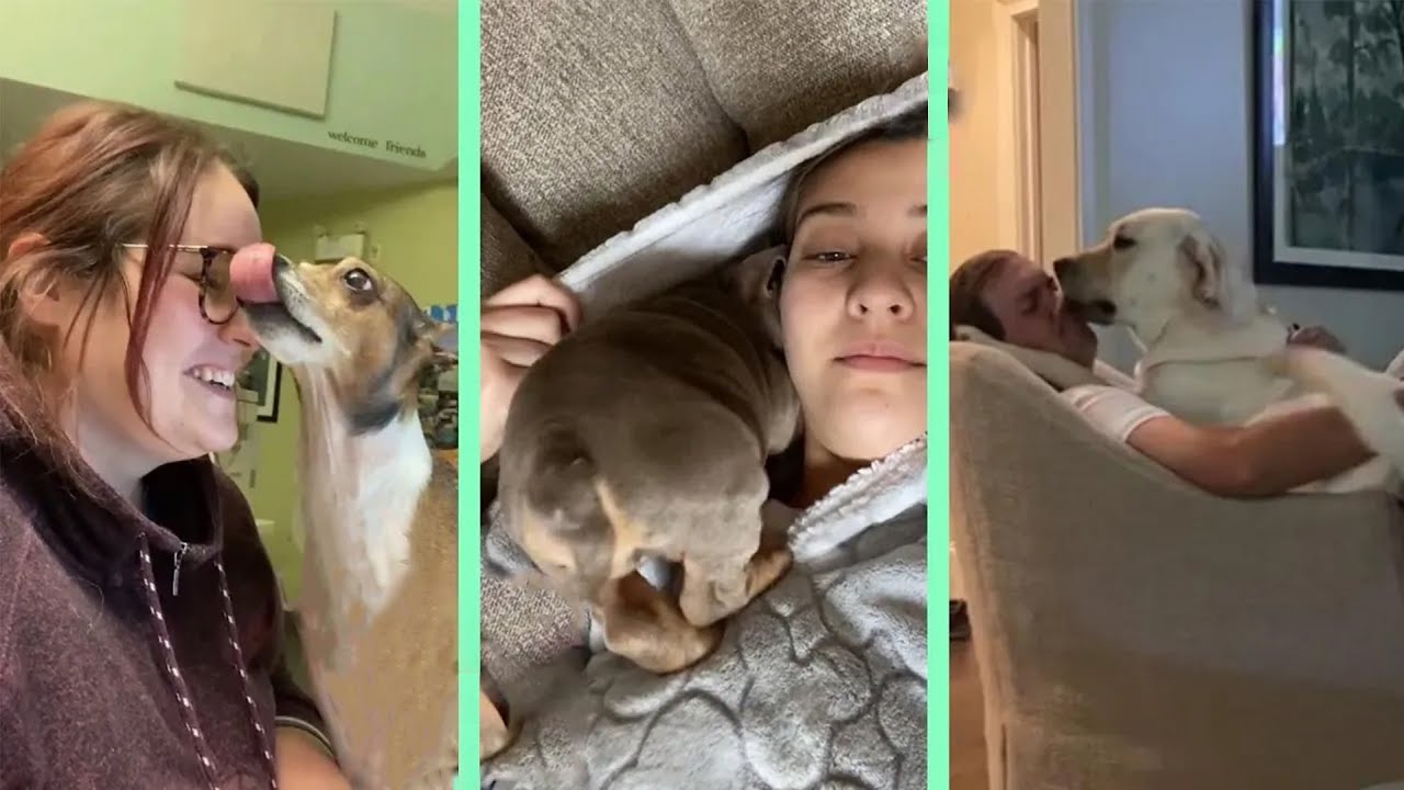 I'm just gonna scooch in right here if you don't mind dogs