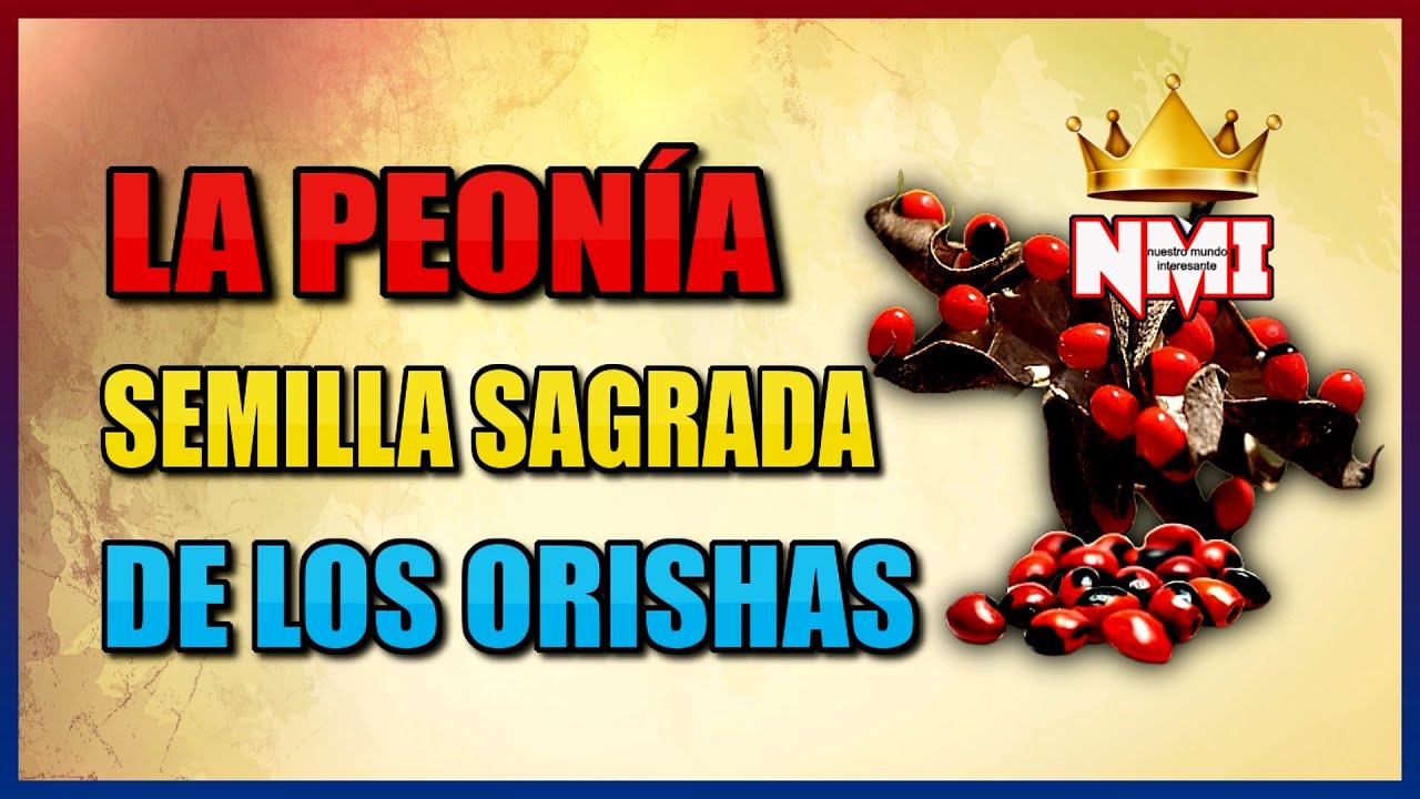 peonia mágica semilla de los orishas