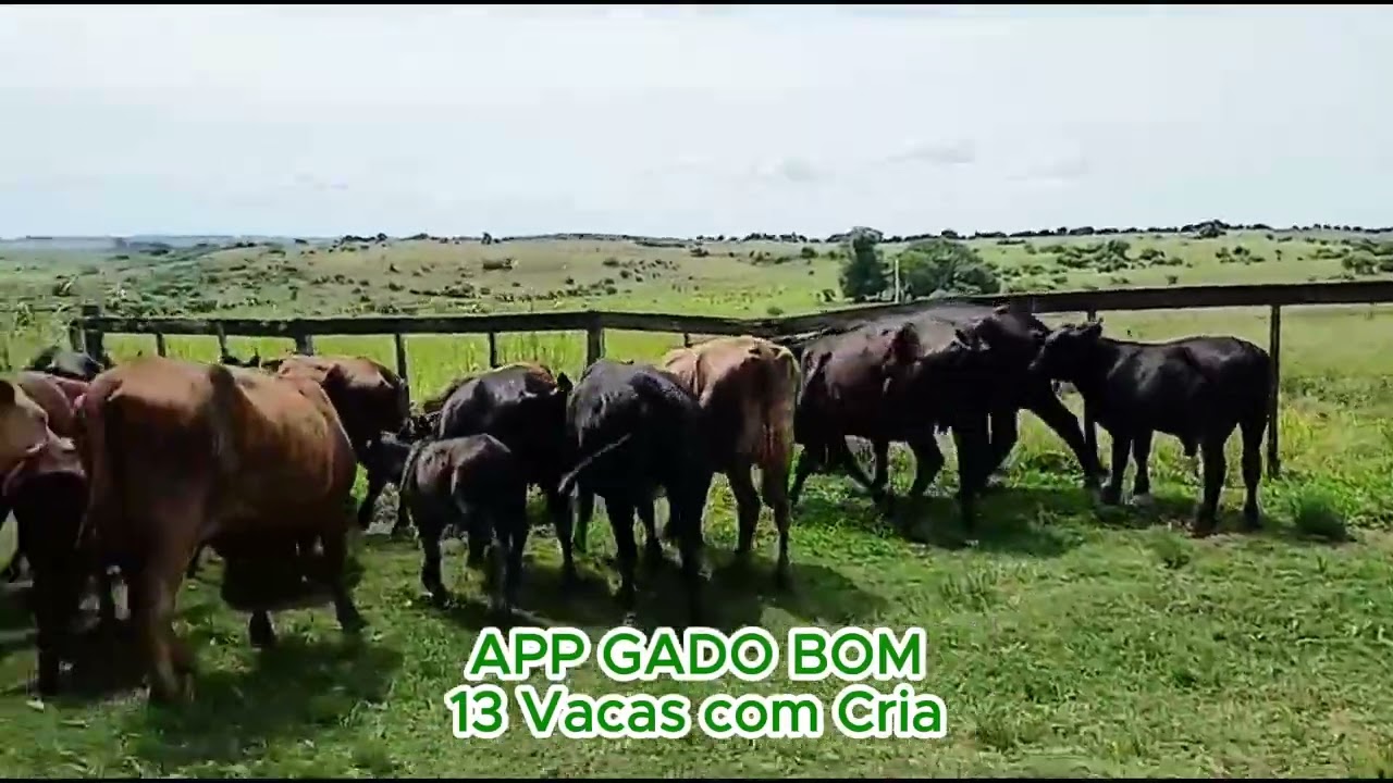 13 Vacas com Cria