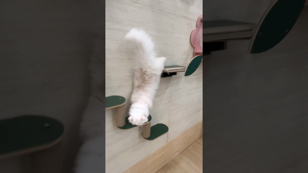 Playful Cats 🐾✨Pure Joy