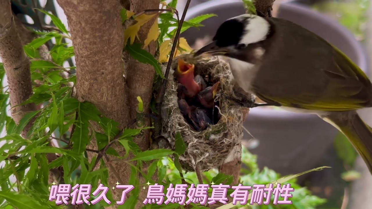 鳥媽媽喂錯鳥寶寶啦！ 白頭翁鳥媽媽喂錯綠綉眼鳥仔仔💖