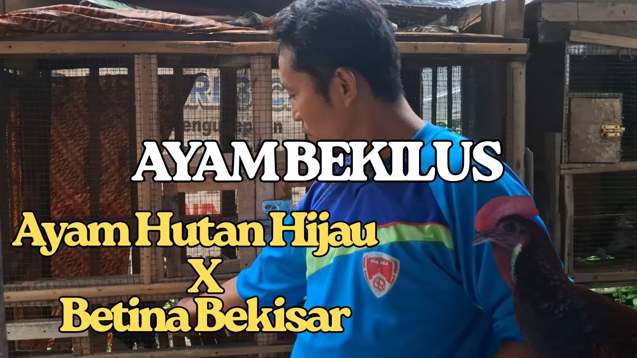 UNIK & LANGKA!! MELIHAT AYAM BEKISAR HALUS CEMANI