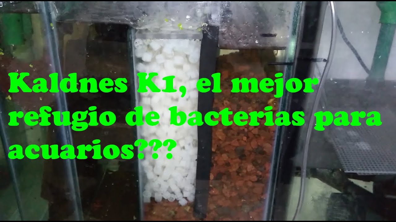Kaldnes en el sump!!! (filtración biológica)