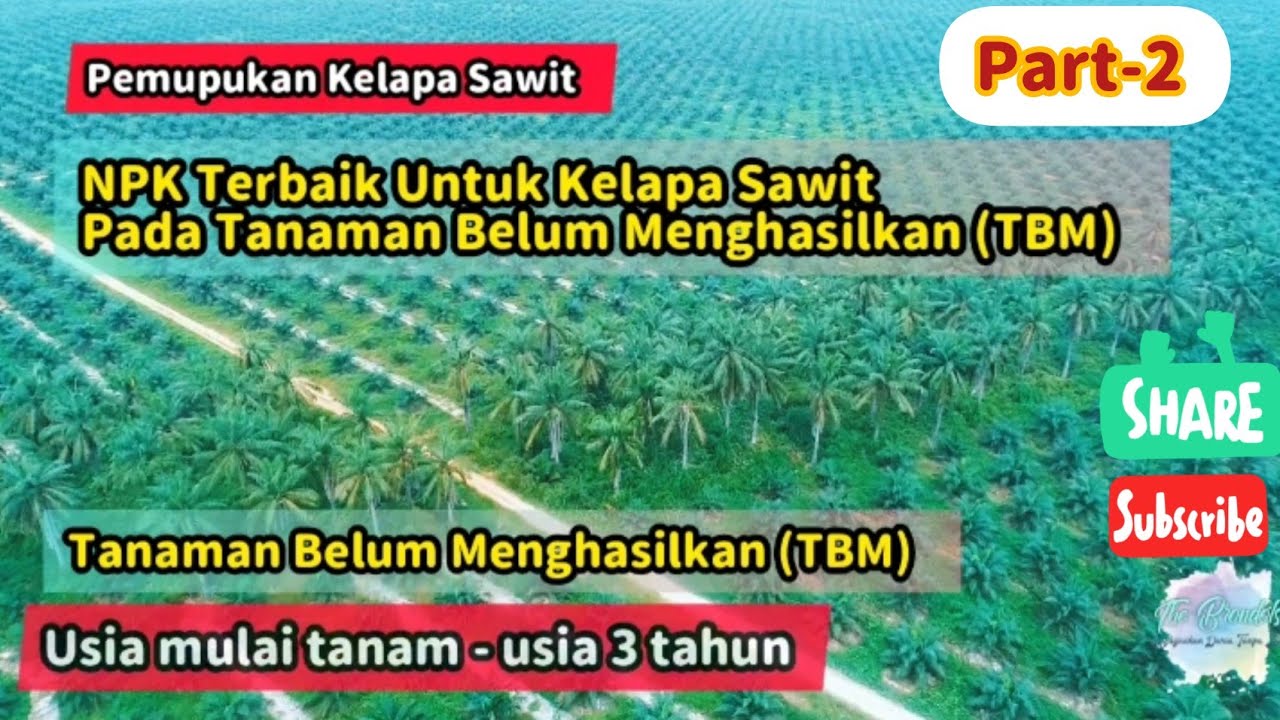 Pupuk NPK Terbaik Untuk Kelapa Sawit Pada Tanaman Belum Menghasilkan (TBM) Beserta Alasan Dan Dosis