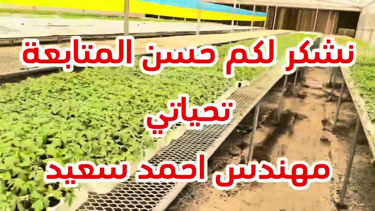 المشتل || البداية لإنتاج نبات قوى #أحمد_سعيد