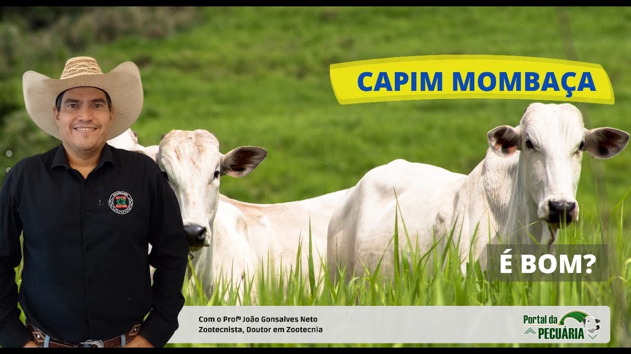 Capim Mombaça é bom ?